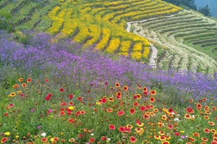 宜昌枝江同心花海拓展基地