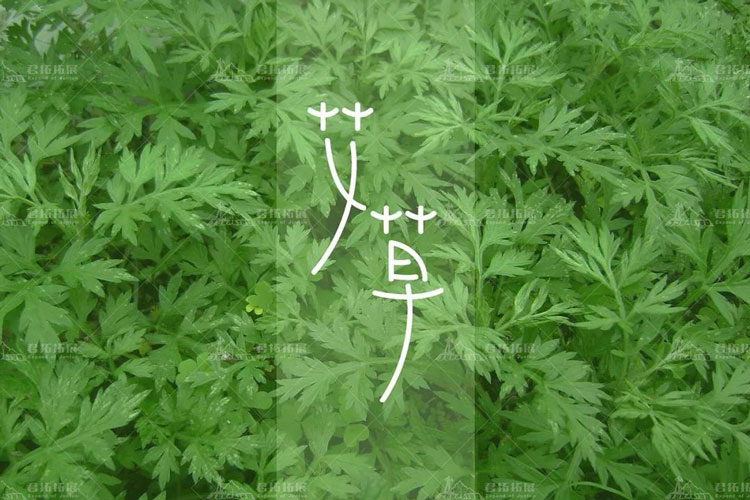 艾草.jpg